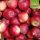 Vierländer Blut Bio-Äpfel 5kg