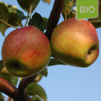 Bio-Apfel Schöner aus Haseldorf