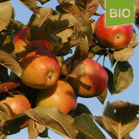 Bio-Apfel Schöner aus Haseldorf