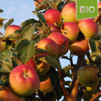 Carola Bio-Äpfel 5kg|truncate:60