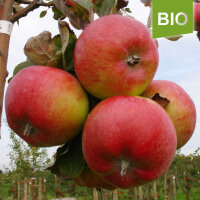 Carola Bio-Äpfel 5kg