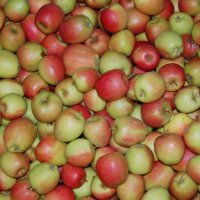 Bio-Äpfel 5kg-Steige / Braeburn
