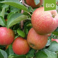 Bio-Boskoop Äpfel 5kg - Alte Apfelsorte