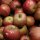 Bio-Boskoop Äpfel 6kg - Alte Apfelsorte