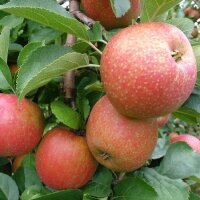 Boskoop Bio-Äpfel 3kg-Kiste