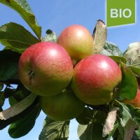 Geflammter Kardinal Bio-Äpfel 5kg