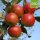 Geflammter Kardinal Bio-Äpfel 5kg