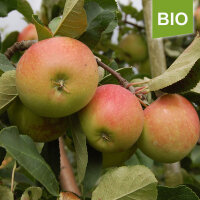James Grieve Bio-Äpfel 2.5kg-Kiste