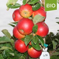 Gerlinde Bio-Äpfel 5kg