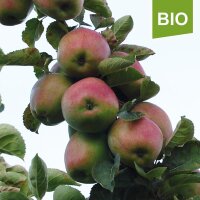Schafsnase Bio-Äpfel 5kg|truncate:60