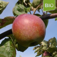 Schafsnase Bio-Äpfel 5kg