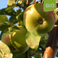 Bio-Apfel Fürst Bismarck|truncate:60