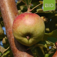Bio-Apfel Fürst Bismarck