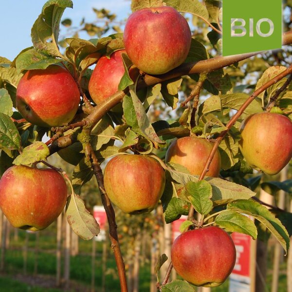 Wilstedter Renette Bio-Äpfel 5kg