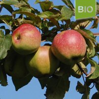 Wilstedter Renette Bio-Äpfel 5kg