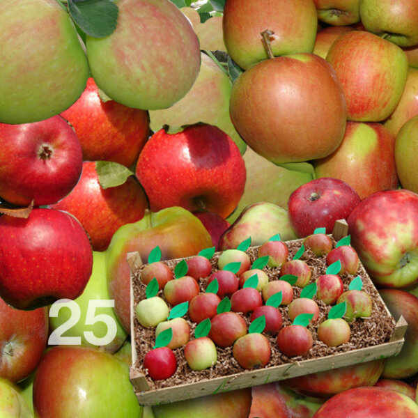 Apfelprobierkiste mit 25 Äpfeln