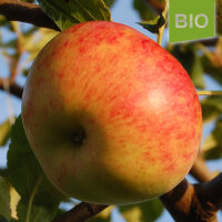 Bio-Apfel Dicker vom Hunsrück|truncate:60