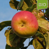 Bio-Apfel Dicker vom Hunsrück