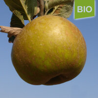 Bio-Apfel Graue Herbstrenette|truncate:60