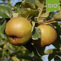Bio-Apfel Graue Herbstrenette