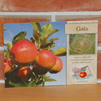 Ansichtskarte Gala Apfel