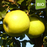 Martini Bio-Äpfel 5kg
