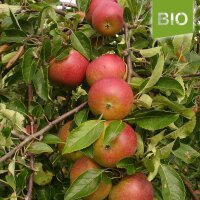 Bio-Äpfel Cox Orange 6kg