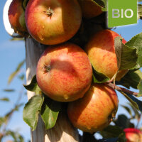 Bio-Äpfel Cox Orange 6kg