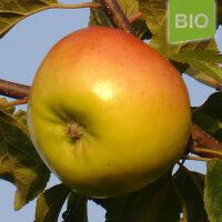 Bio-Apfel Maschanzker