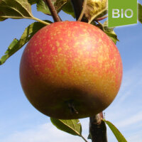 Bio-Apfel Zabergäu Renette