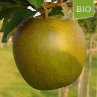 Bio-Apfel Zabergäu Renette