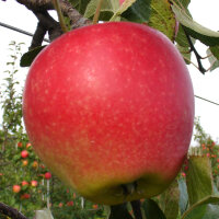 Bio Nicoter Äpfel coole Minis 5kg
