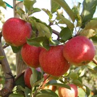 Jonagored Äpfel 5kg