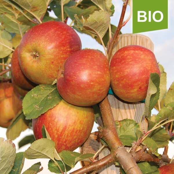 Apfelbaum-Patenschaft BIO / Boskoop / 2024 / Standard 10kg