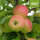 Bio-Apfel Produkta 5kg