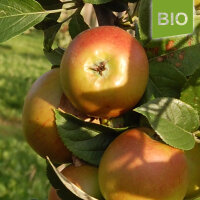Bio-Apfel Goldparmäne, alte Herbstsorte|truncate:60