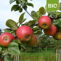 Bio-Apfel Goldparmäne, alte Herbstsorte