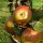 Bio-Apfel Goldparmäne, alte Herbstsorte