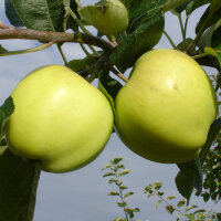 Klarapfel - Augustapfel