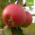 Undine Bio-Äpfel 5kg