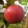 Undine Bio-Äpfel 5kg