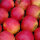 Bio-Apfel Antares/Dalinbel