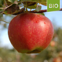 Bio-Apfel Krautsander Boiken|truncate:60