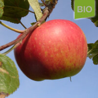 Bio-Apfel Krautsander Boiken