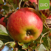 Bio-Apfel Krautsander Boiken