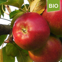 Bio-Apfel Rheinischer Krummstiel|truncate:60