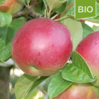 Bio-Apfel Mc. Intosh|truncate:60
