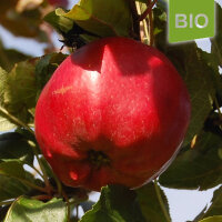 Bio-Apfel Roter Winterkalvill|truncate:60