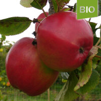 Bio-Apfel Roter Winterkalvill