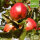 Bio-Apfel Roter Winterkalvill